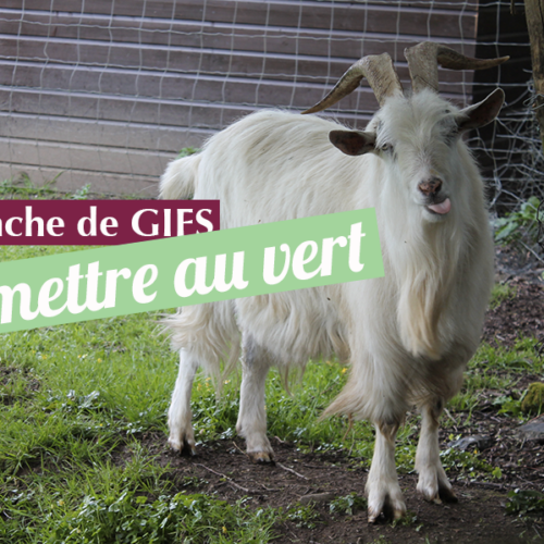 Tranche de gifs – Se mettre au vert