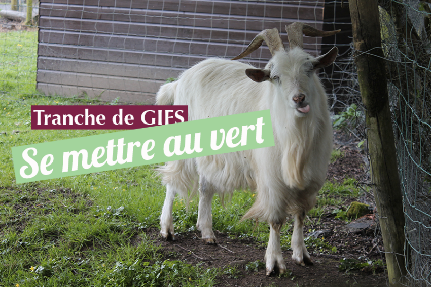 Tranche de gifs – Se mettre au vert