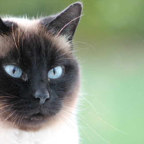 Tout le monde veut devenir un Cat