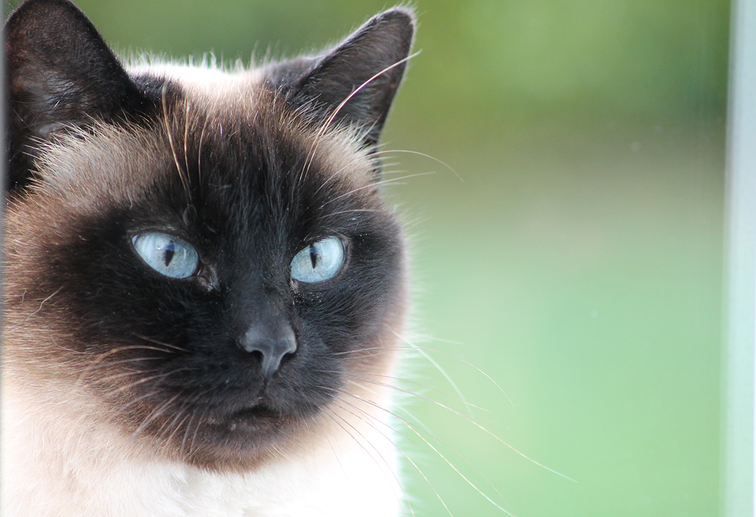 Chanelle Jolie Siamoise Tout Le Monde Veut Devenir Un Cat