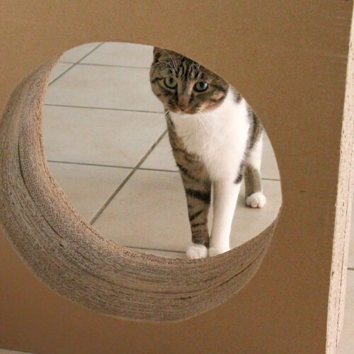 2 DIY pour mon chat